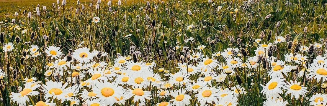 Галаа Хүслэн